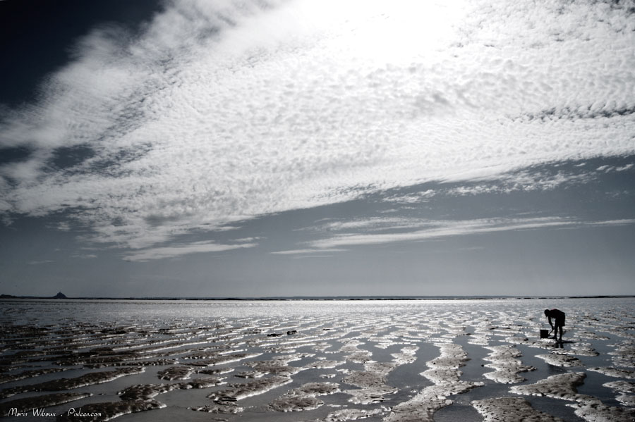 Baie du Mont Saint Michel : pecheur a pied