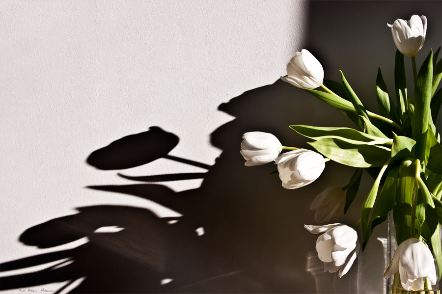 Bouquet de Tulipes blanches sur fond blanc et ombre hivernale