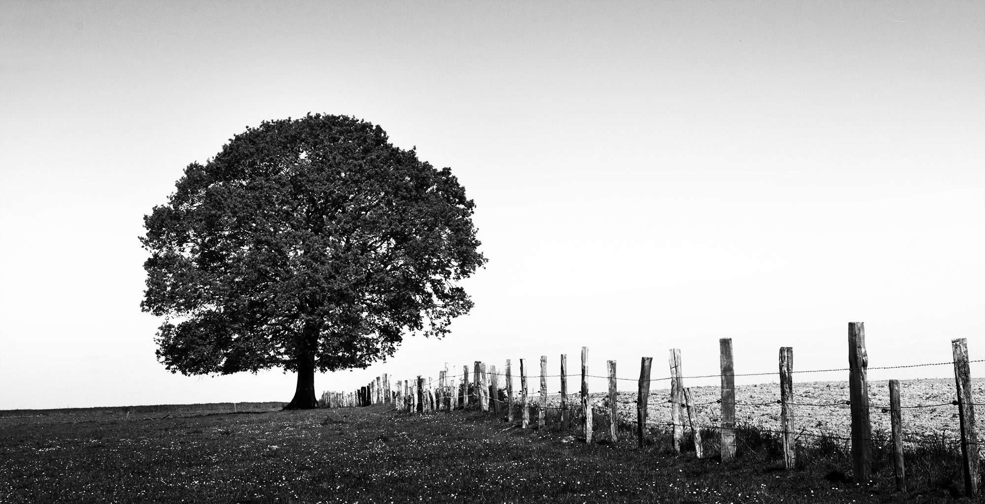 Arbre solitaire dans la campagne du Coglais