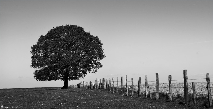 Arbre noir et blanc en campagne de bretagne