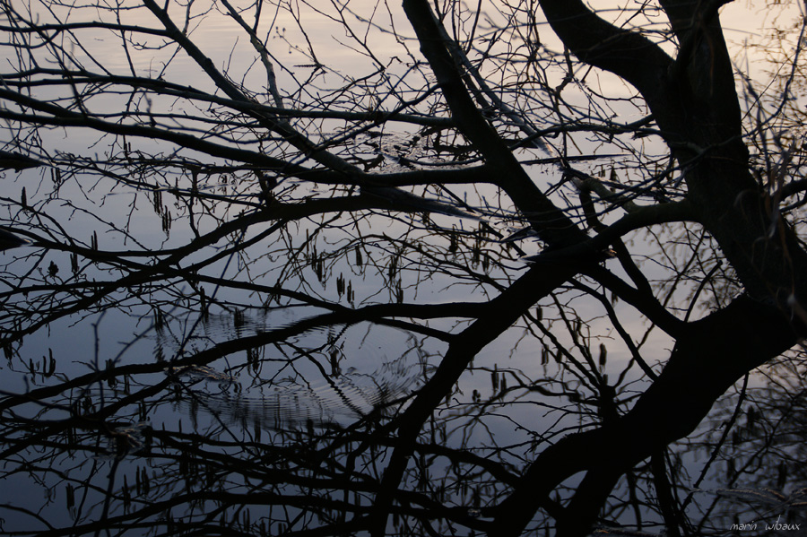 Reflets de branches sur un étang