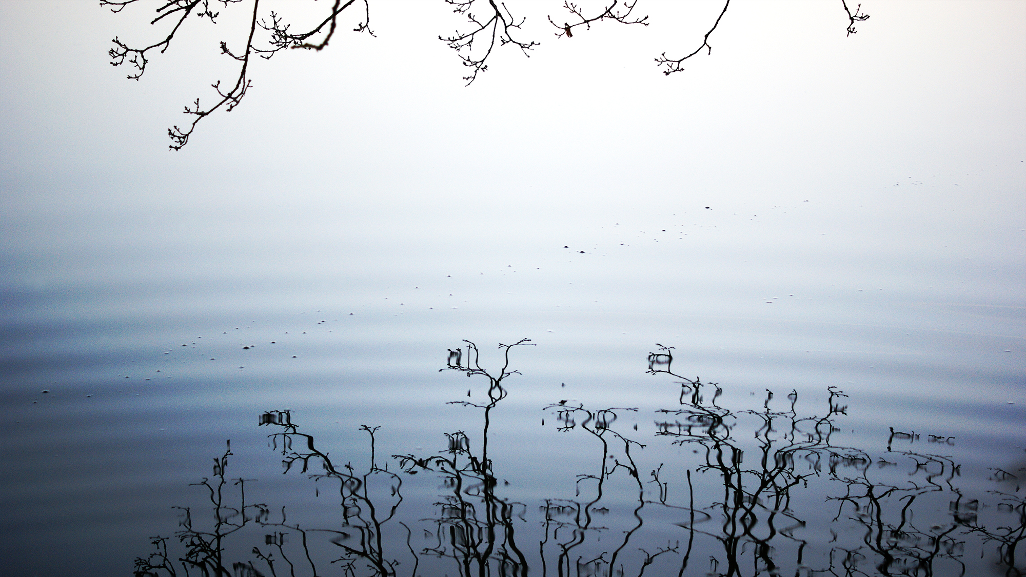 Reflet de branches sur étang