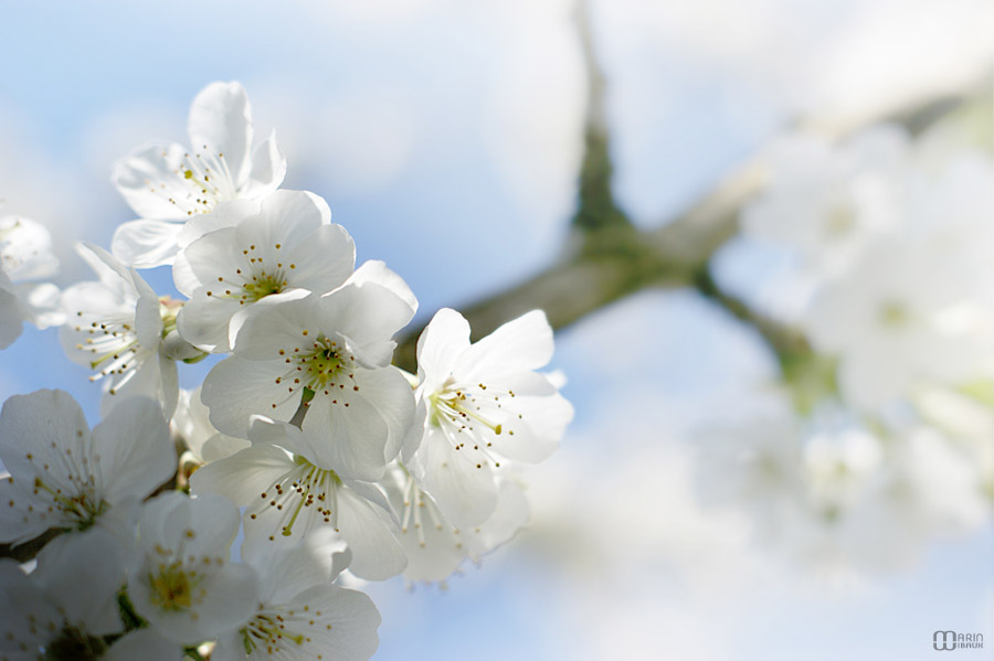 Cerisier en fleurs