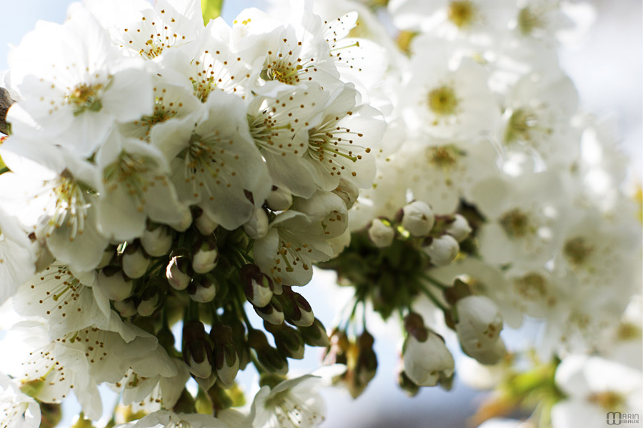 Fleurs de cerisier