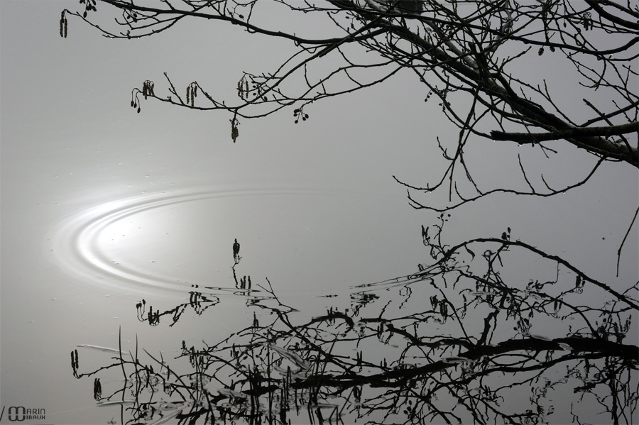 Ronds dans l'eau et reflet de branches et soleil