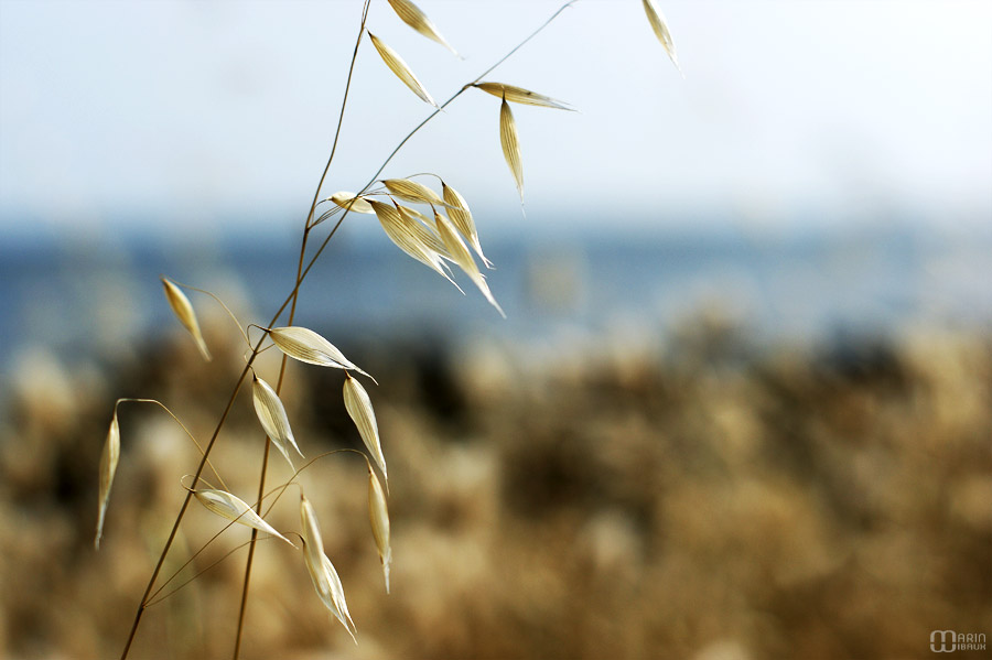 Herbe folle en bord de mer