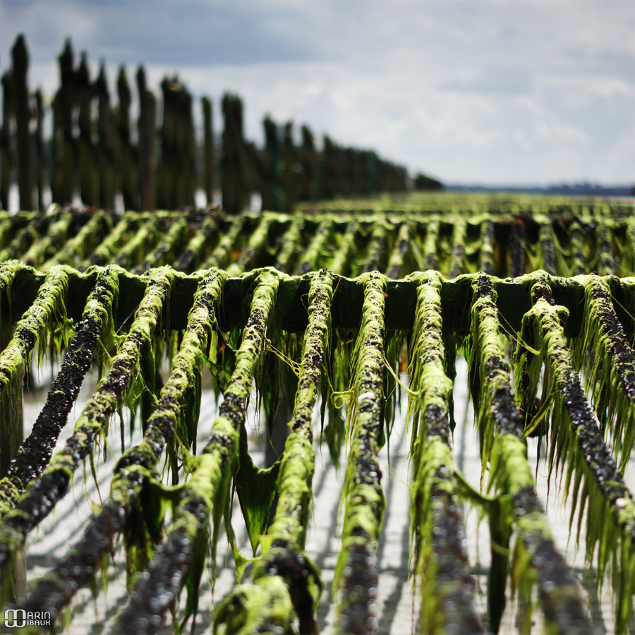 Algues vertes et moules de bouchot