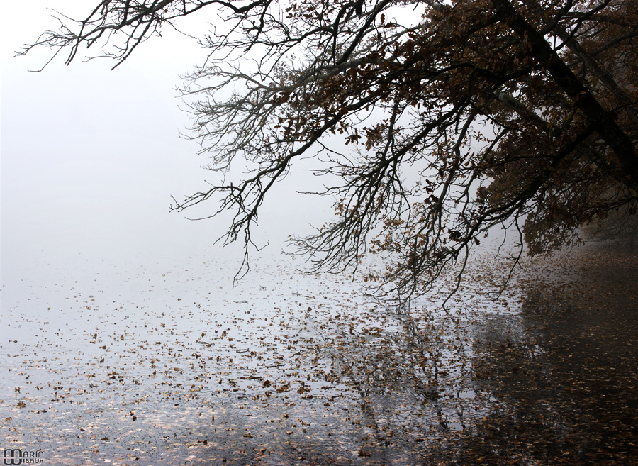 Feuilles d'automne sur lac gelé avec reflet