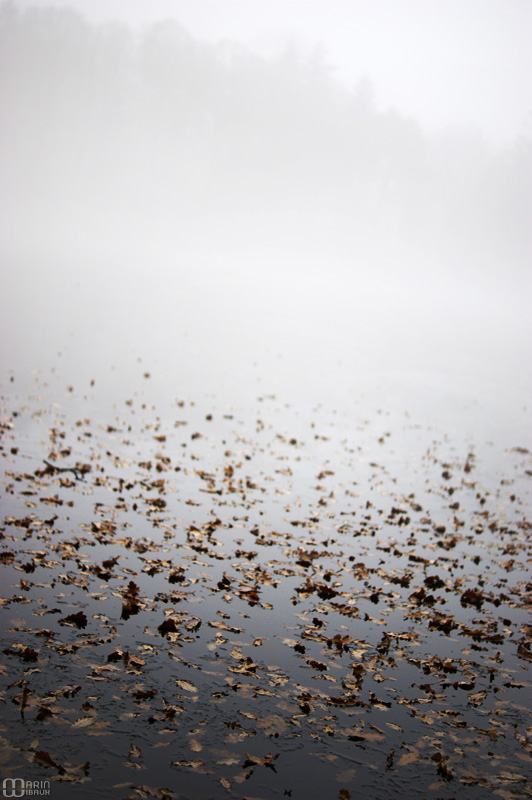 Feuilles d'automne sur lac gelé dans la brume