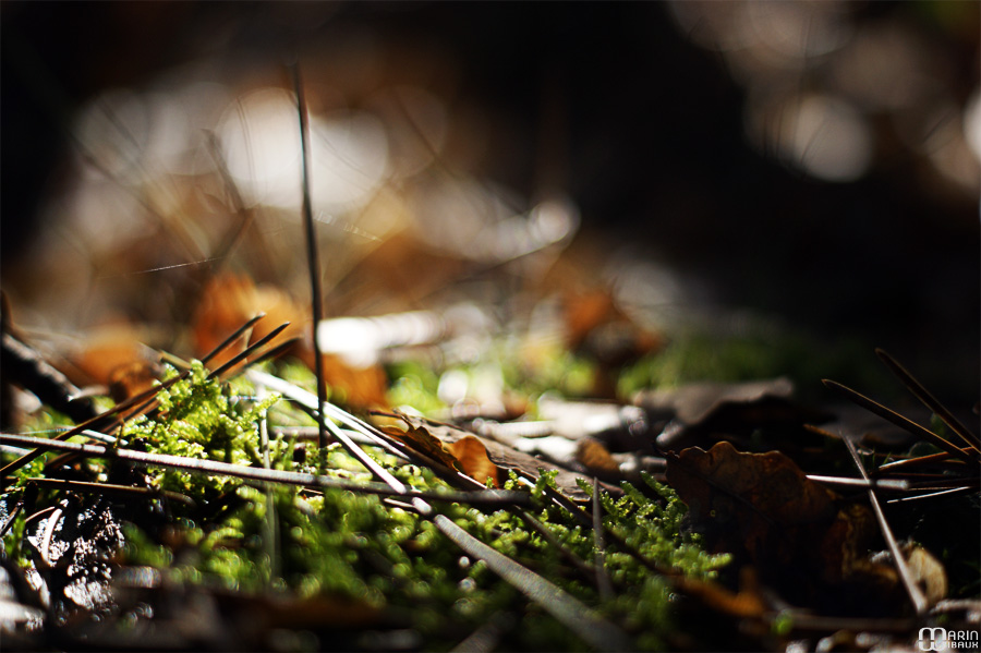 Mousse d'automne