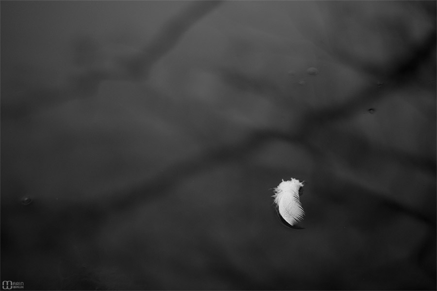 Une plume immobile sur l'eau d'un étang