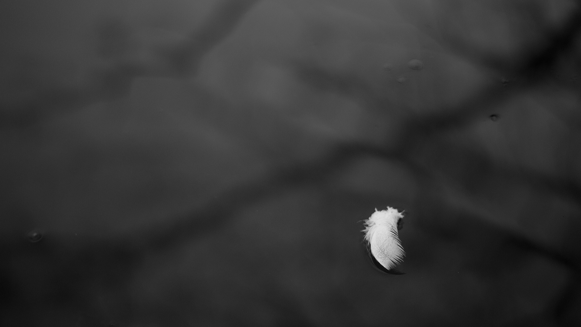 Un silence de plume