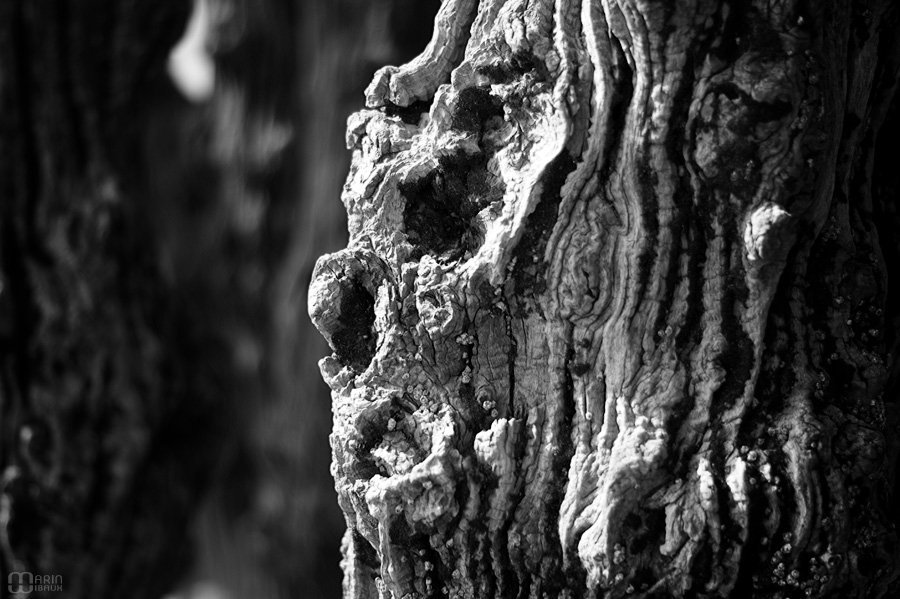 Visage de bois dans un brise-lame de St-Malo