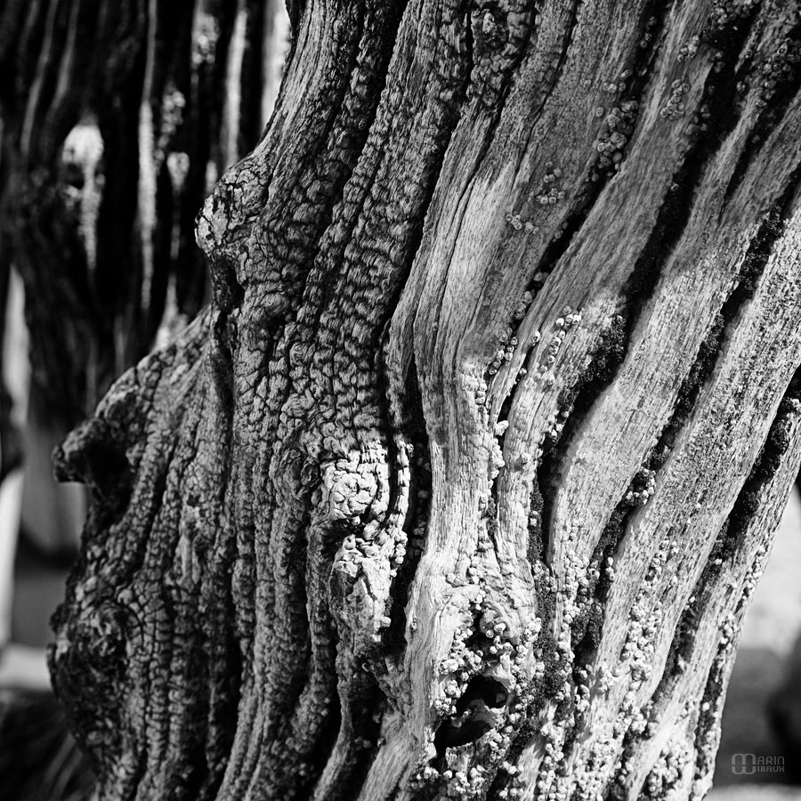 Visage de bois dans un brise-lame de St-Malo