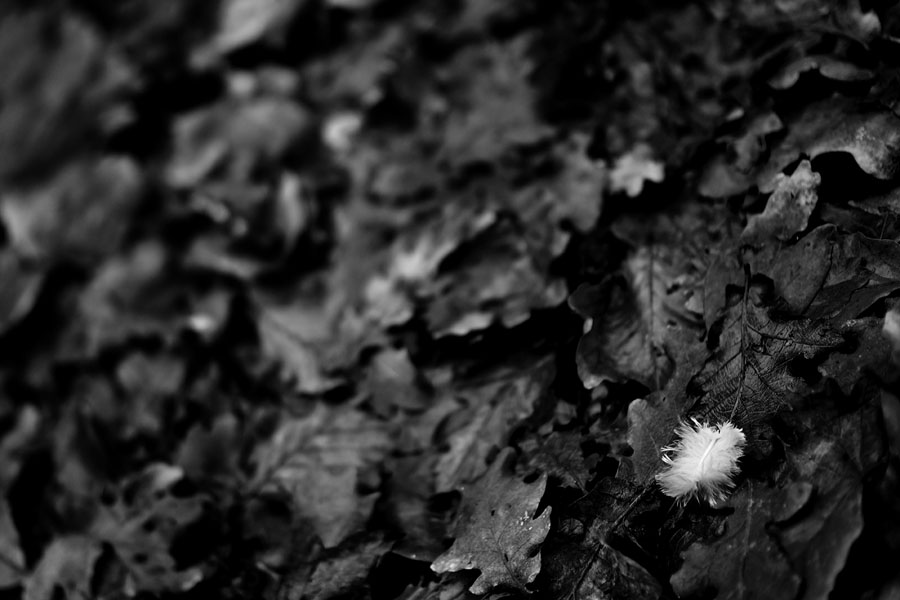 Plume sur feuilles de foret