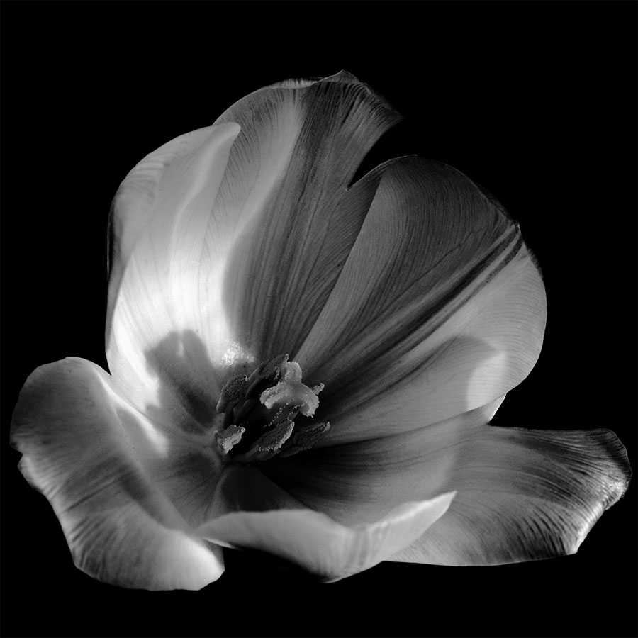Tulipe en noir et blanc