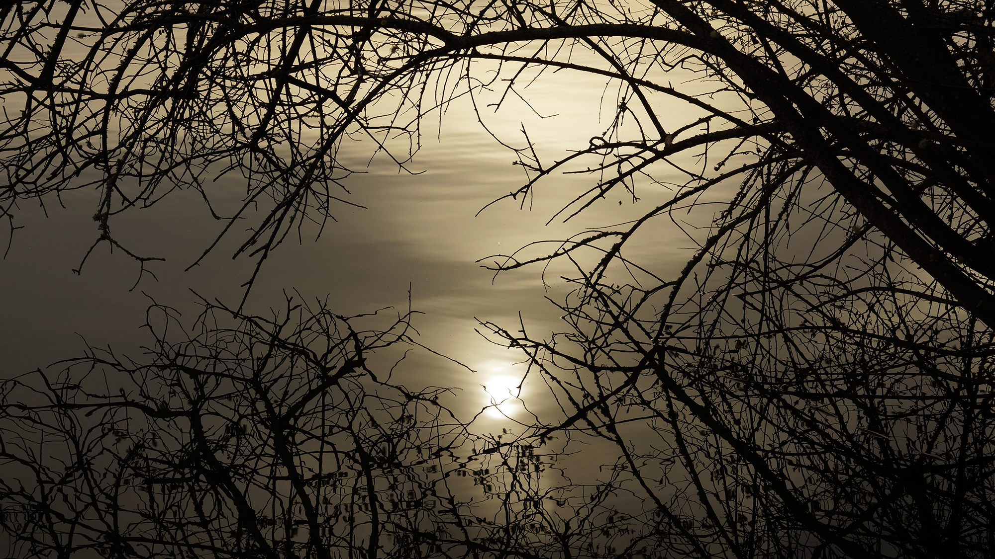 Reflet de soleil dans un nid de branches