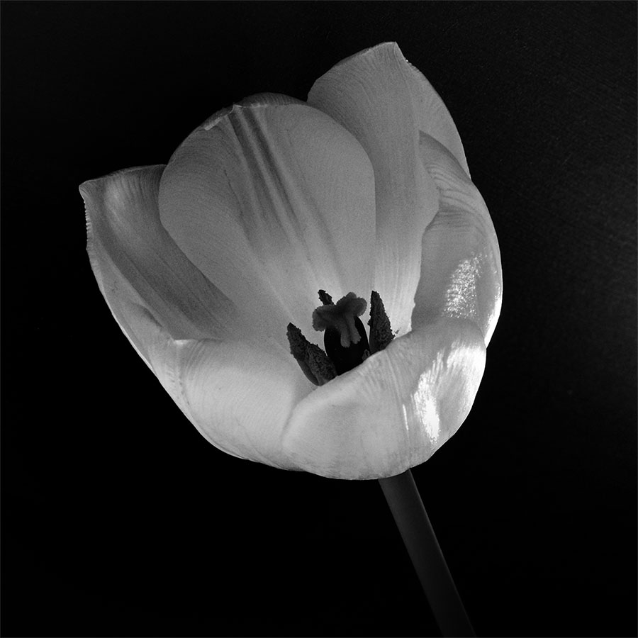 Tulipe en noir et blanc