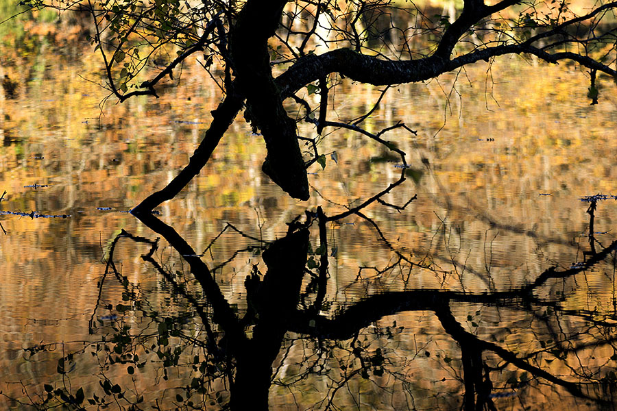 Reflet de l'arbre au sabot