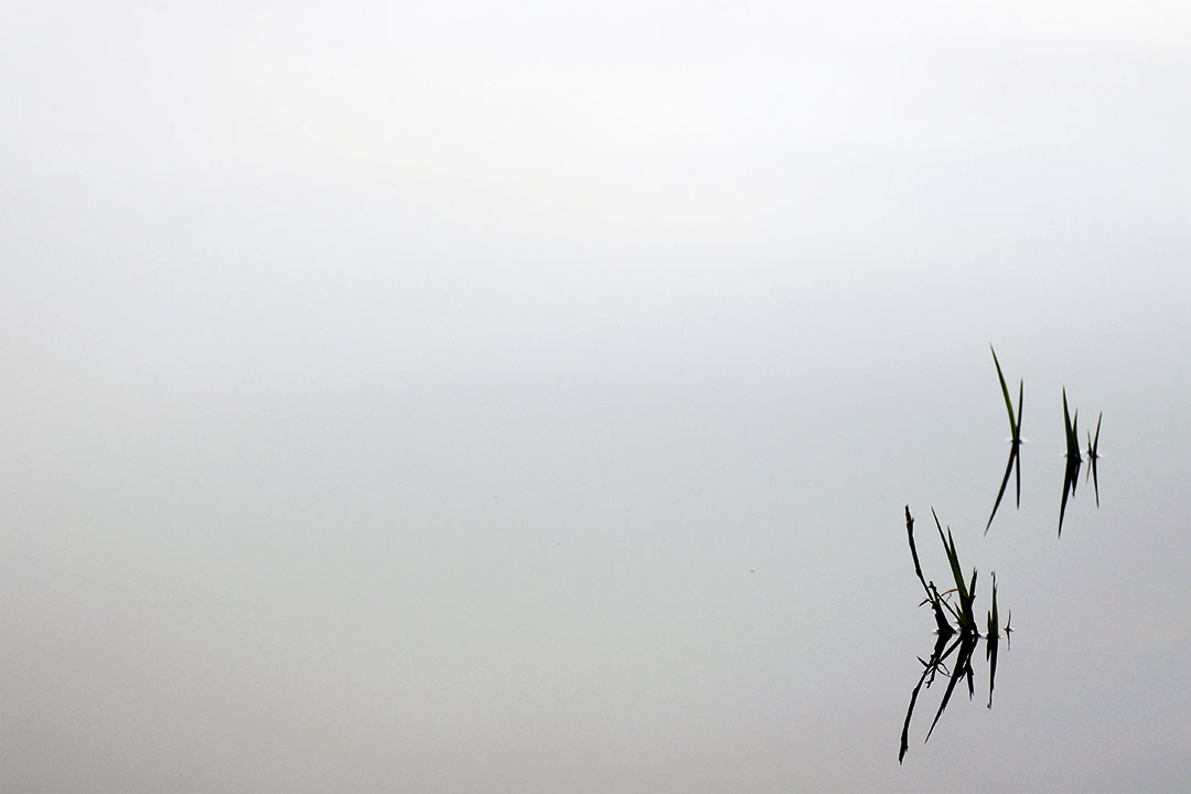 Reflet d'herbes sur étang