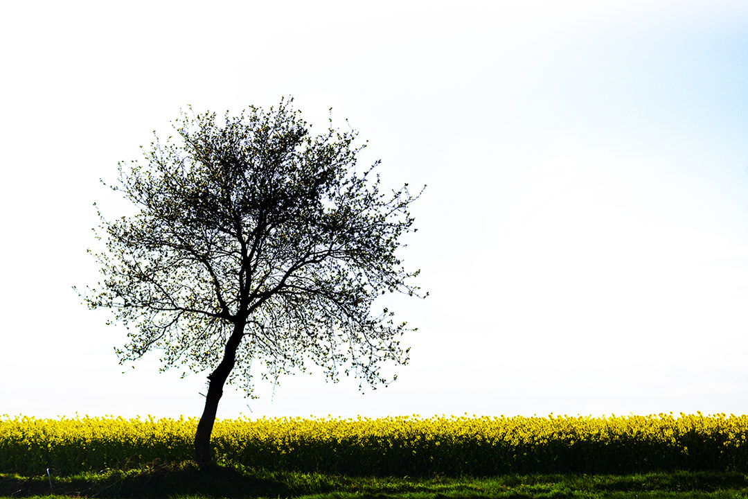 Arbre solitaire et colza