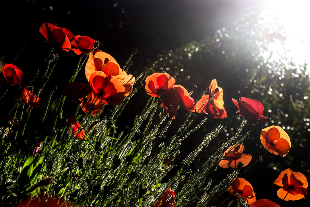 Coquelicots montant vers la lumière