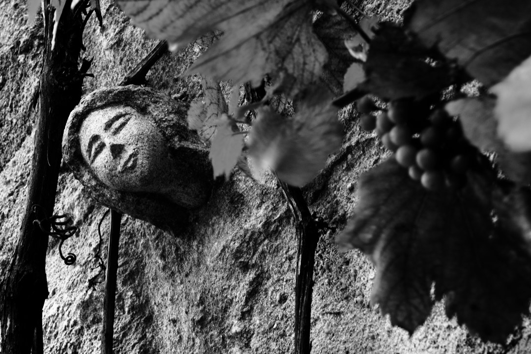 A travers le mur sous la vigne