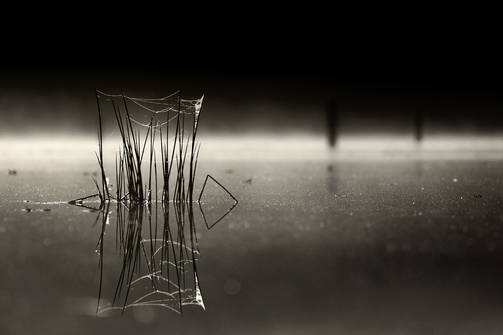 Reflet d'herbes qui percent la surface d'un étang un matin de brume : photo monochrome zoom et bokeh