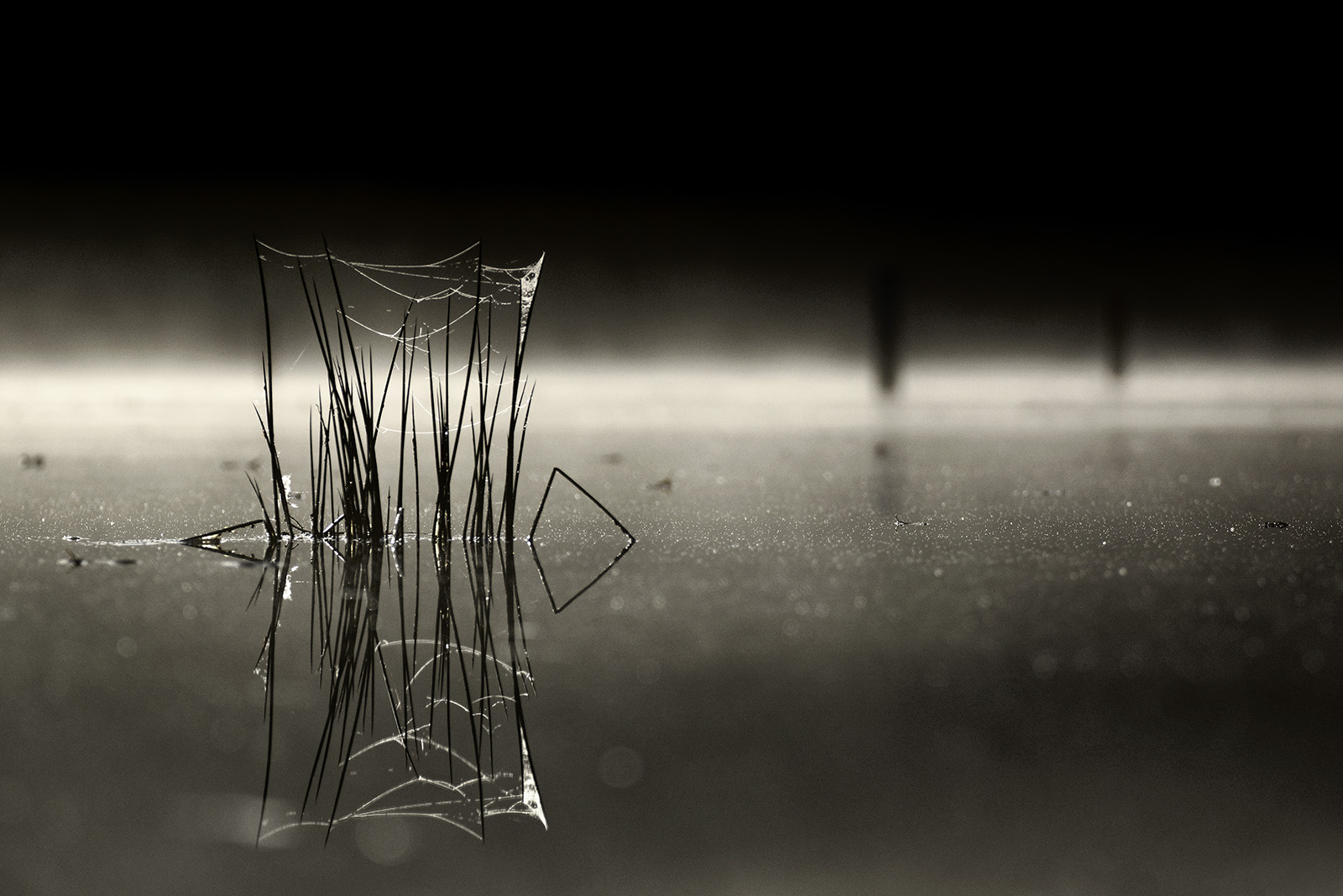 Herbes et reflet sur étang