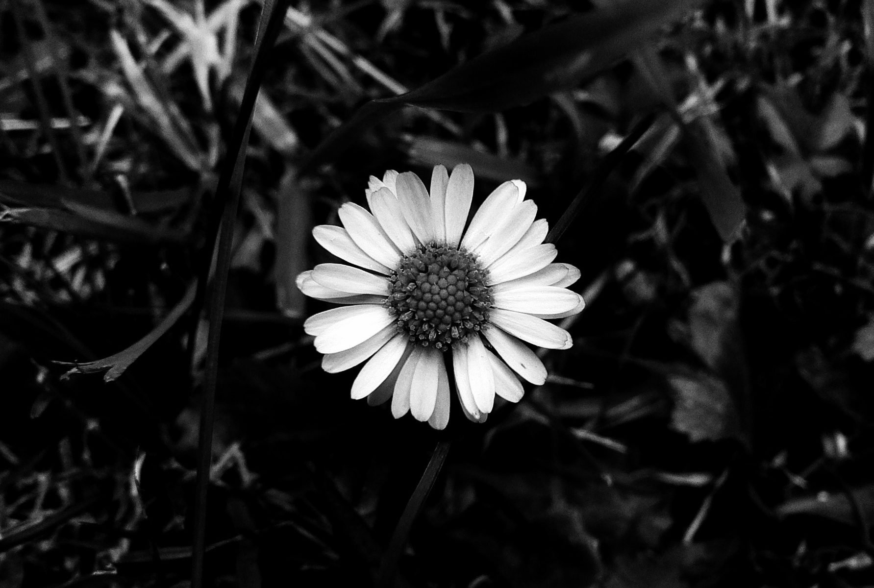 Pâquerette noir et blanc