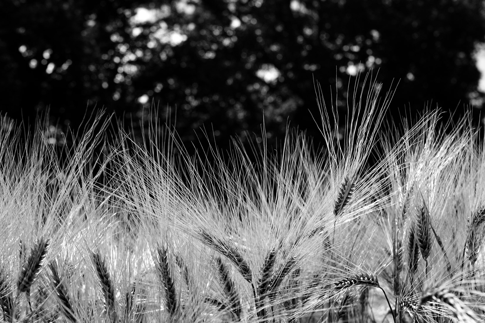 Champ d'été en noir et blanc : orge étincelant