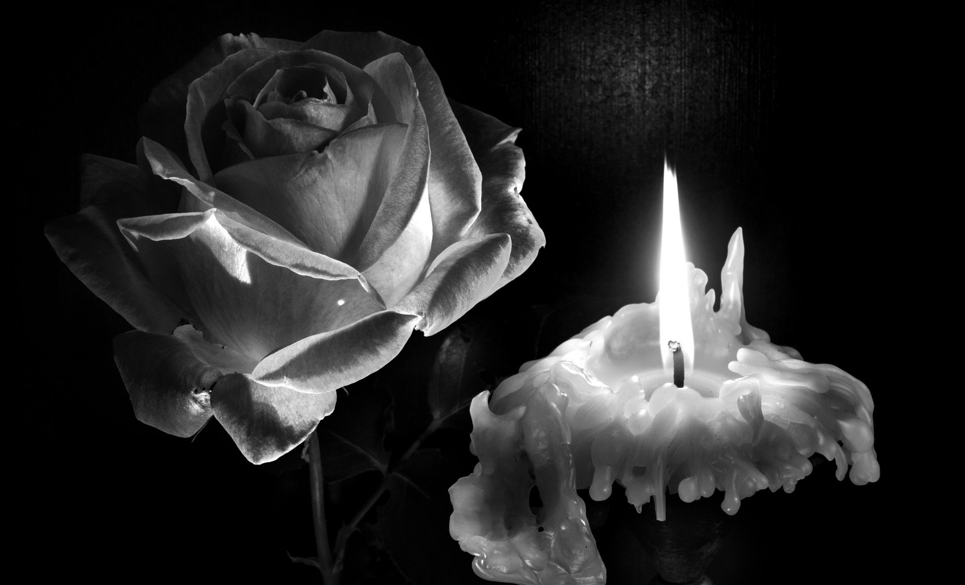 Noir et blanc : rose et bougie ; nature morte vivante