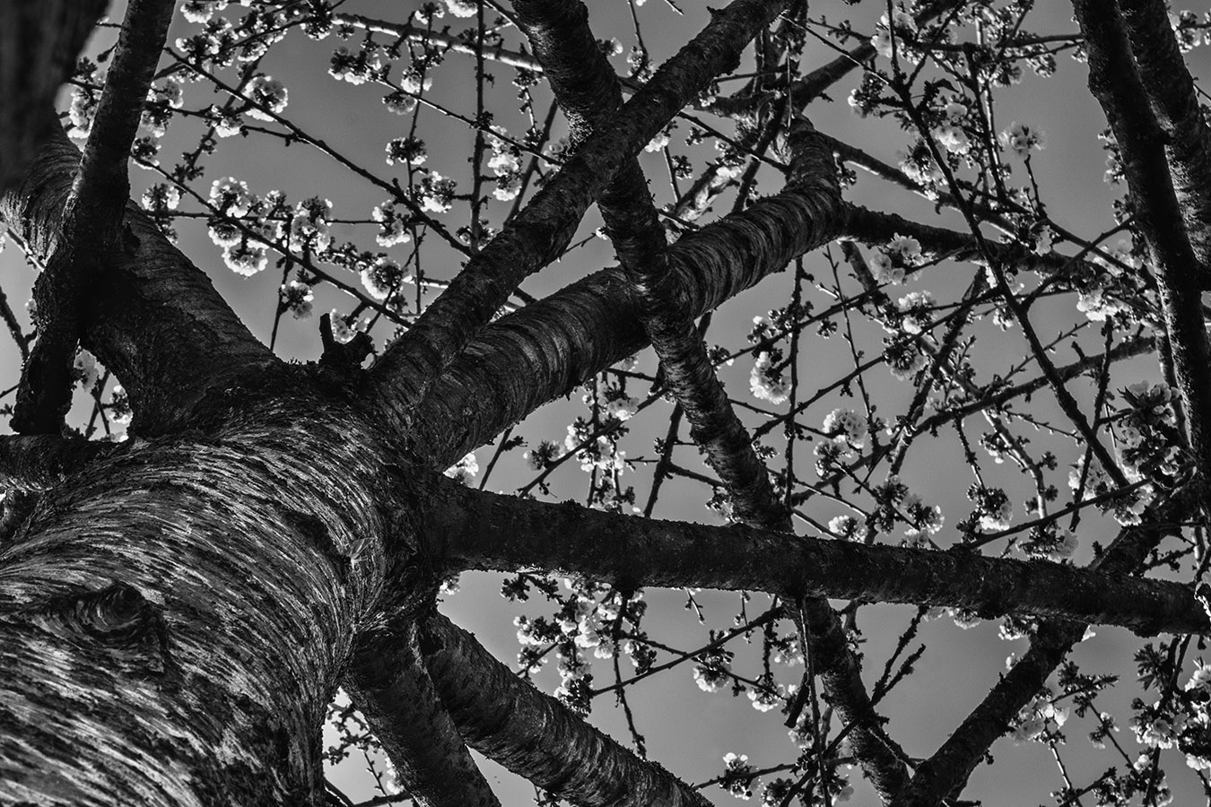 Un vieux cerisier en fleurs ; printemps en noir et blanc