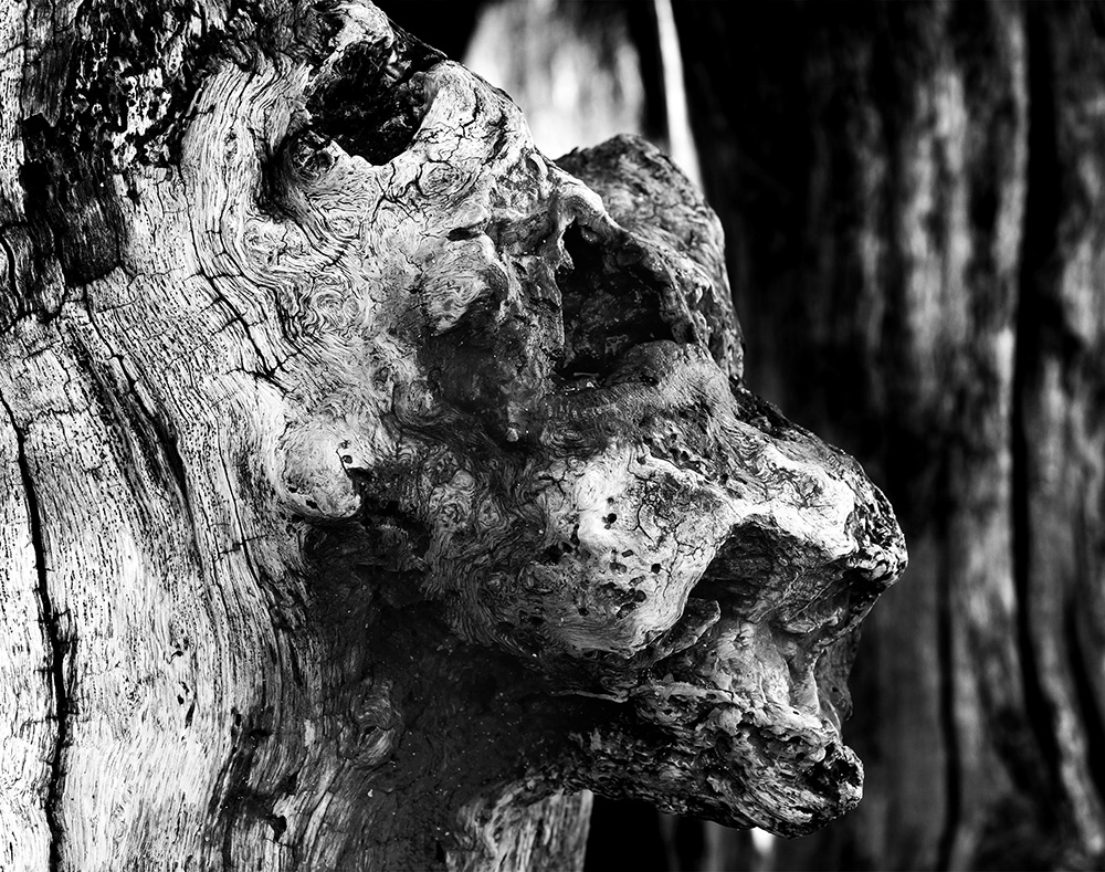 Portrait d'un lion dans le bois des brise-lames de saint-malo