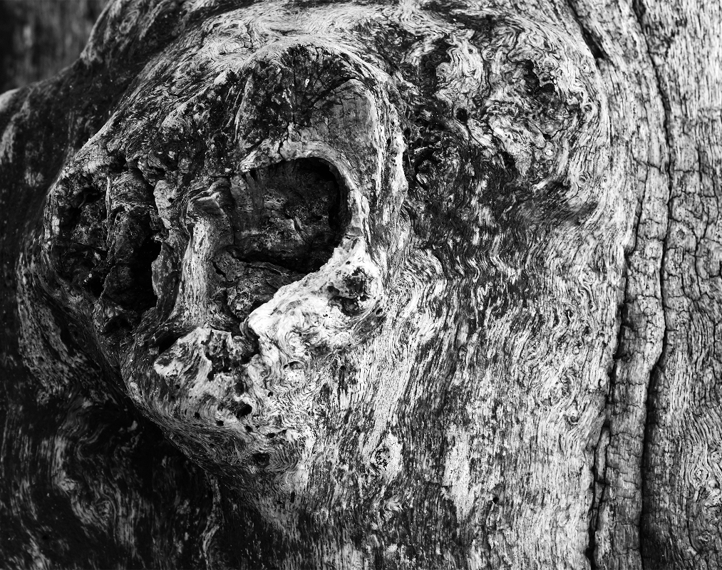 Tête d'une chouette dans le bois d'un brise-lames de St-Malo