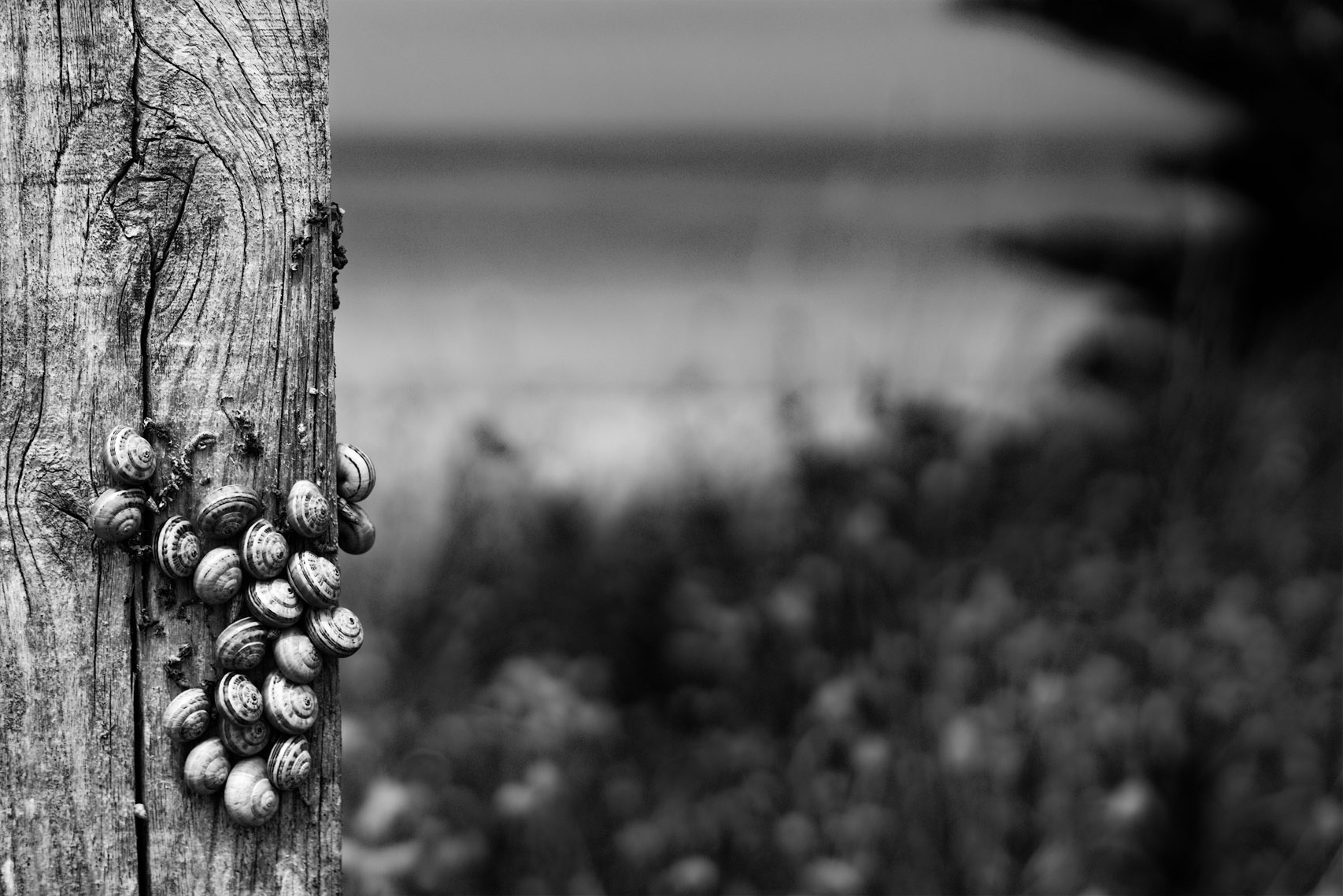 Escargots de dunes assemblés sur un ponton de bois à Sables-d'or-les-Pins