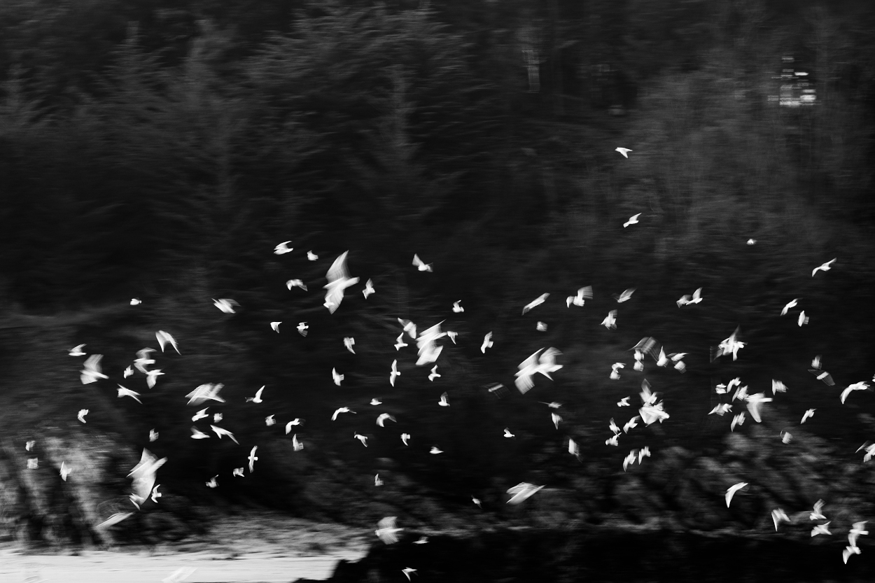 Vol de mouettes et goélands avec effet de flou de mouvement