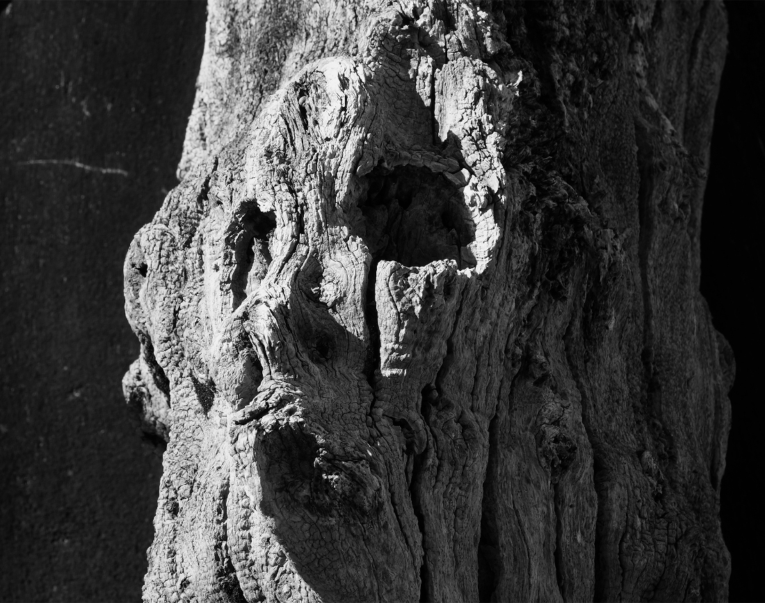 Détail d'un brise-lames de Saint-Malo : portrait de bois