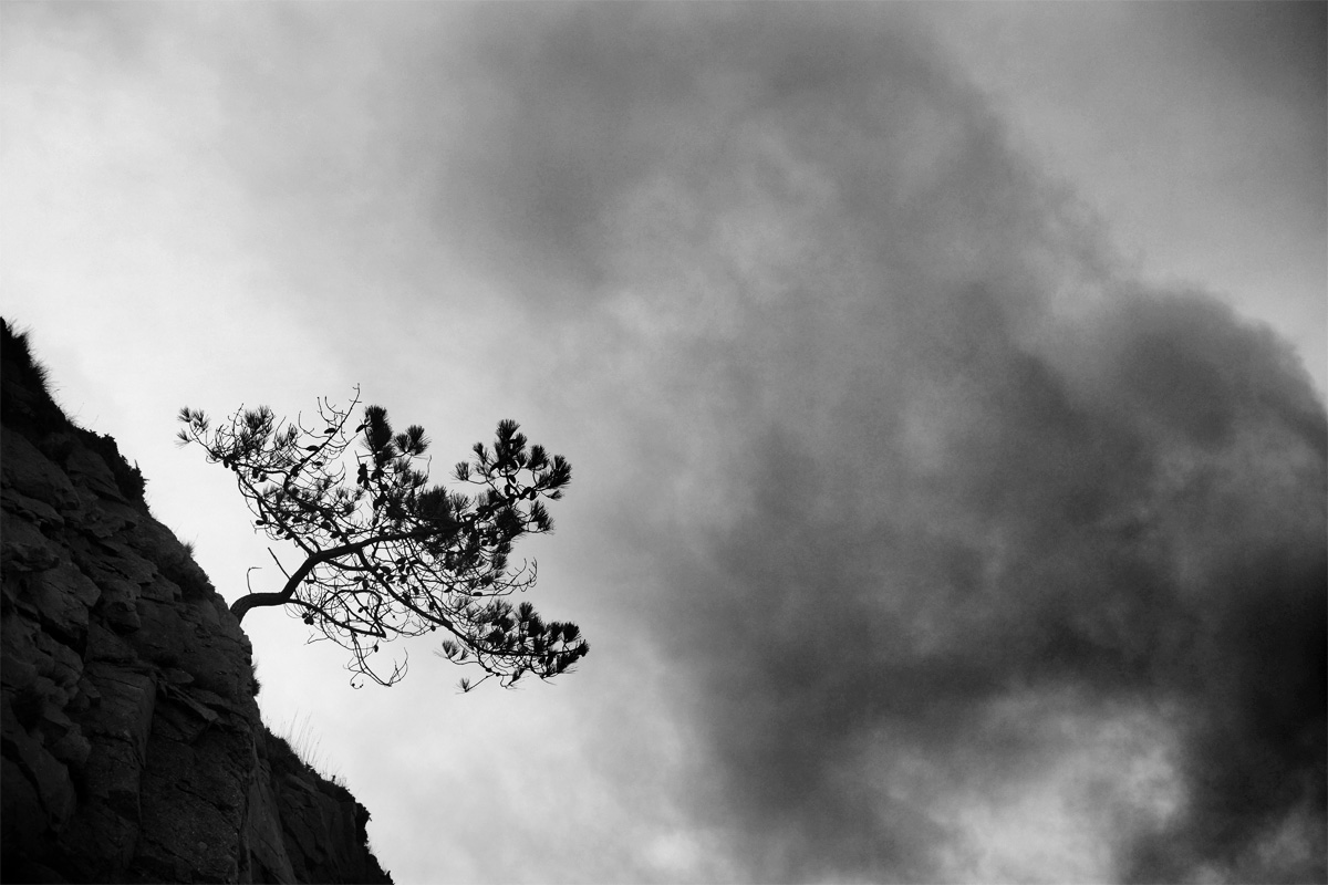 Pin qui pousse sur une paroi de rochers à la verticale