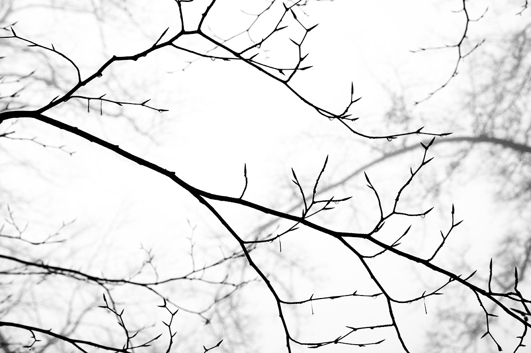 Branches en contrejour sous brume d'hiver : gouttes d'eau et noir et blanc