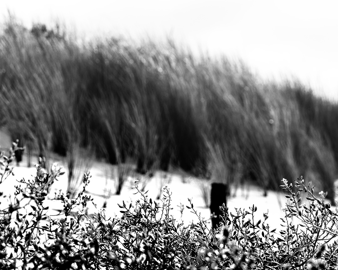 Fleurs de dune contre vents et marées