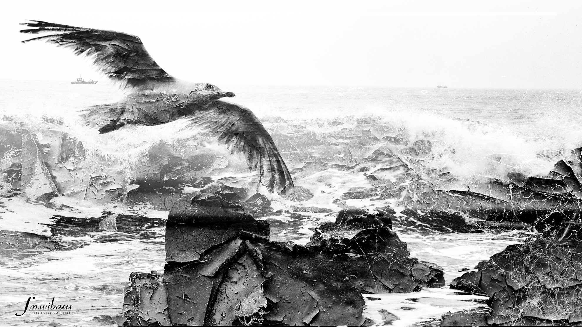 Vol du goéland entre vagues et rochers