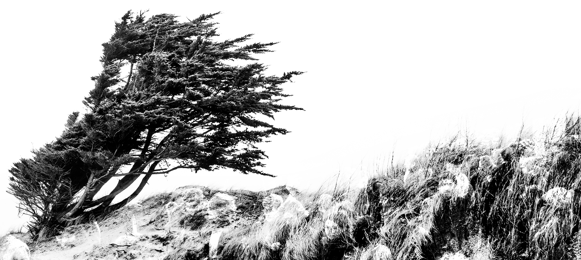 Pin de dune étalé par le vent et les saisons