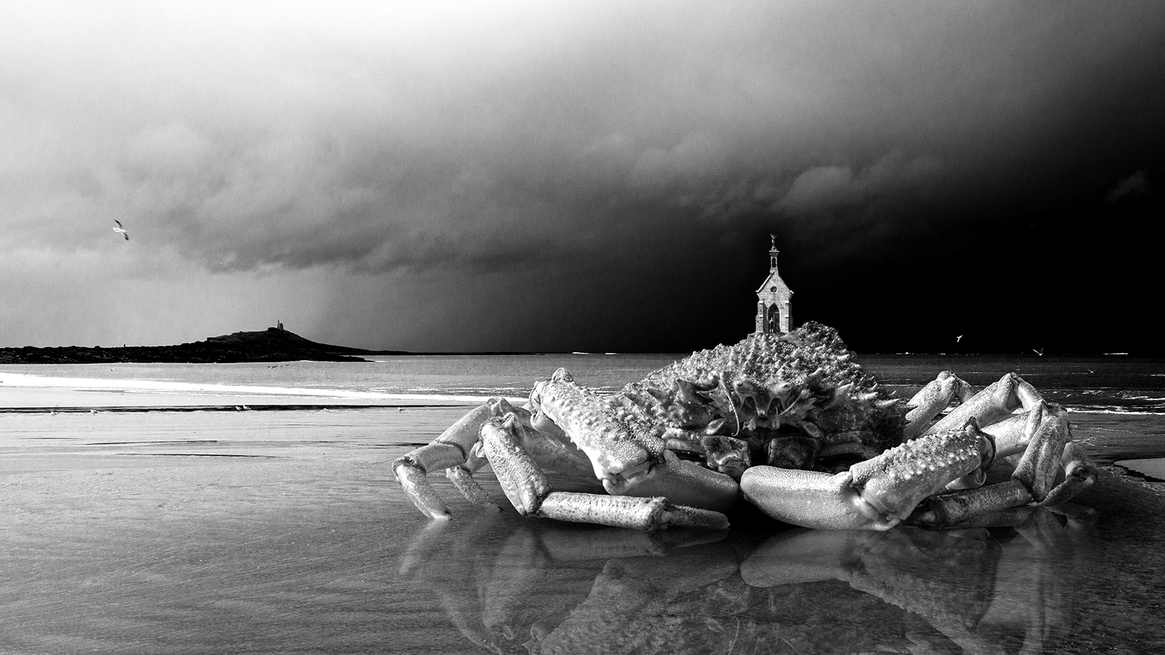 Araignée porteuse d'Îlot Saint-Michel en plage de Sables d'Or les Pins - Fréhel