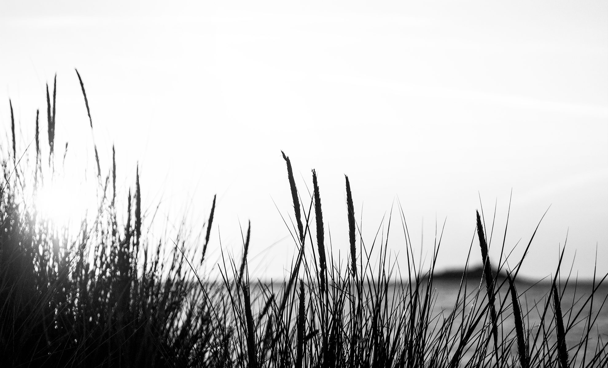 Herbes au vent sous un coucher de soleil - Îlot Saint-Michel Erquy / Fréhel