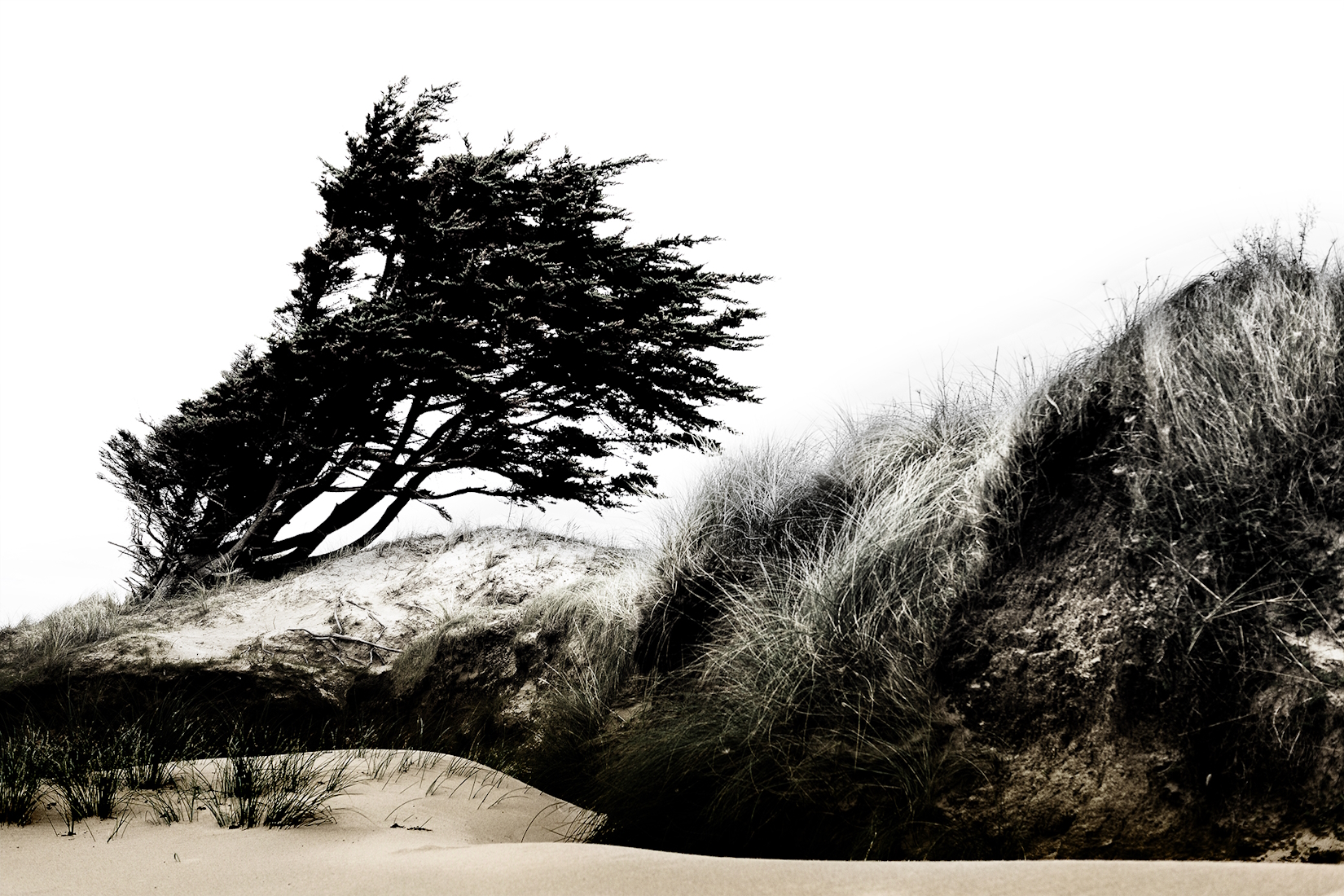 Arbre de mer et courbes de dunes marines sous le vent breton
