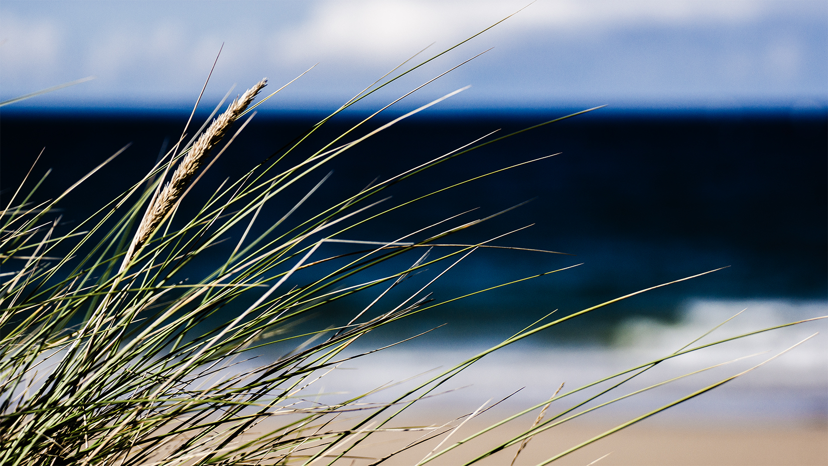 Herbes folles en bord de mer