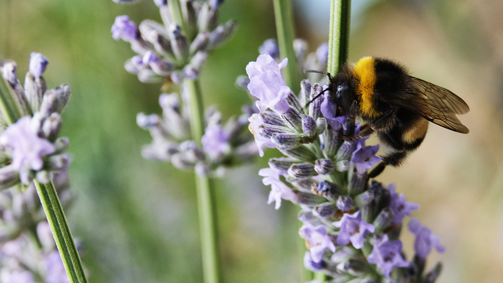 Pollinisateur sur lavande