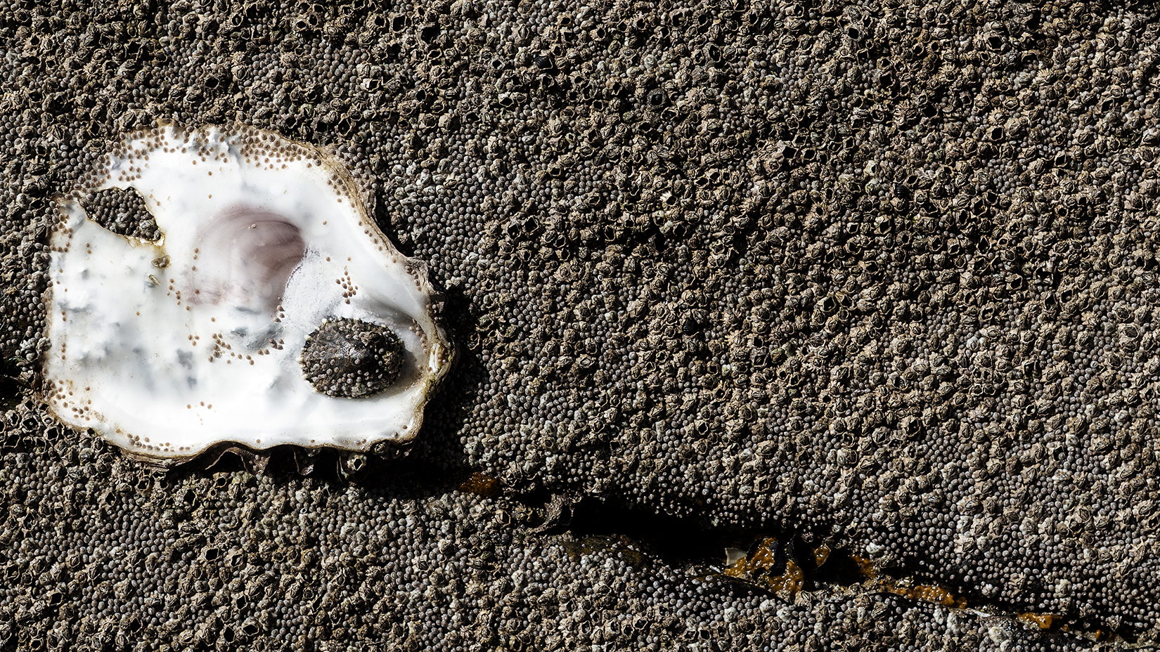 Nacre de coquille d'huître sur balanes