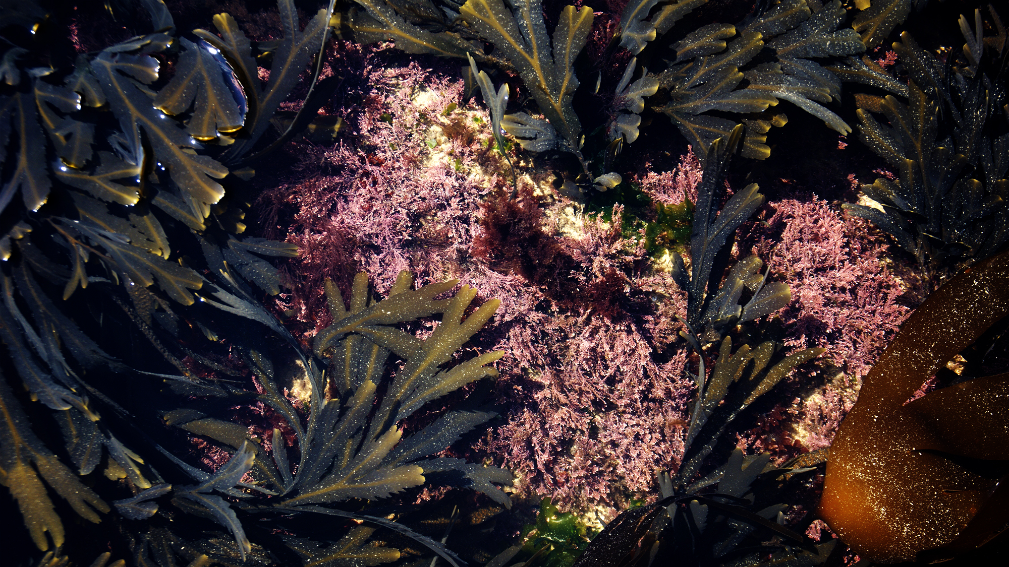 Algues de fond de mare de rochers